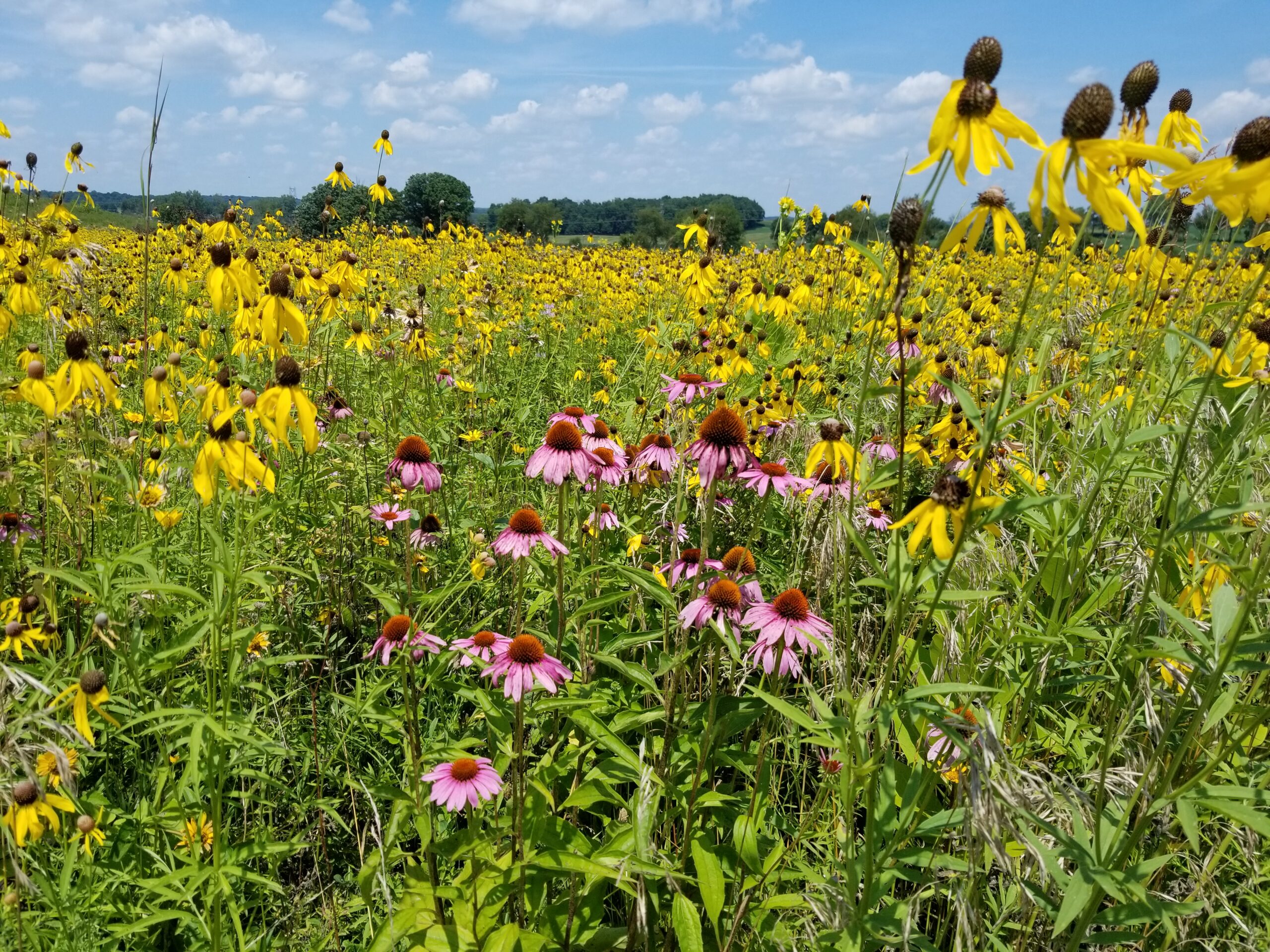 Central Ohio Pollinator Pathway has launched!!!